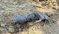 Manisa’nın tarlalarında nadir rastlanan dev misafir
