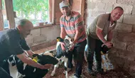 Edirne'de bir inek üçüz buzağı doğurarak besicisini şaşırttı