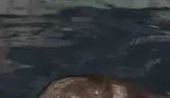 Rize limanında beklenmedik misafir