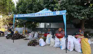 Nazilli’de kadın üreticilerin güneş altında çalışma çilesi bitti