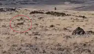 Siverek arazisinde nadir görülen ceylan sürüsü kameraya takıldı