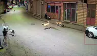 Ordu’da scooter süren çocuğa köpek saldırısı kamerada