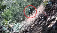 Diyarbakırda siyasetçinin kenevir mesaisi fotokapana takıldı