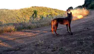 Ganos Dağı’nın gizli sakinleri kameralara yakalandı