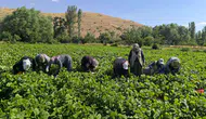 Şuhut tarlalarında fasulye bereketi başladı