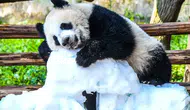 Panda Wang Shu ilk yaşını dev bir pasta ile kutladı