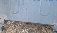 Eskişehir'de bir yavru kedi poşet içinde çöpe terk edildi