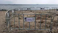 Şarköy sahilinde nadir kum zambakları bulundu