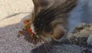 Elazığ feribot iskelesinde menemen keyfi yapan kedi