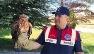 Yozgat'ta kanadı kırık şahine jandarma sahip çıktı
