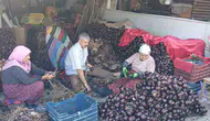 Kapıdağ mor soğanında bu yıl üretimde düşüş yaşandı
