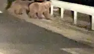 Bursa'da gece yolculuğuna çıkan ayı yavruları şaşırttı