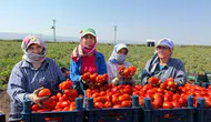 Amik Ovası'nda domates hasadı kavurucu sıcakta başladı