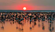 Tuz Gölü'nde flamingo bereketi yaşanıyor