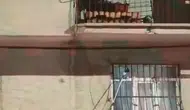 Elazığ’da apartman penceresine tırmanan yılan mahalleliyi sokağa döktü