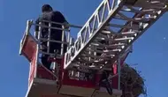 Elazığ’da yuvadan düşen leylek için seferberlik