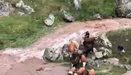 Kars'ta dere taştı inekler mahsur kaldı