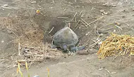 Mersin sahillerinde Caretta Caretta bereketi yaşanıyor