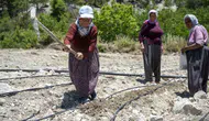 Gülnar’ın unutulan lezzeti Leklek fasulyesi tarlalara geri döndü