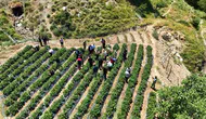 Siirt Şirvan'da çilek bereketi kadınların eliyle büyüyor