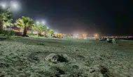 Kuşadası sahillerinde yeni komşularımız var