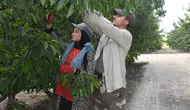 Yozgat'ın kirazları dünyaya açıldı