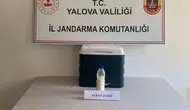 Yalova jandarması servet değerinde akrep zehri ele geçirdi