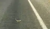 Kahramanmaraş yolunda bukalemun trafiği durdurdu