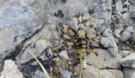 Adıyaman kırsalında görülen dev çekirge görenleri hayrete düşürdü