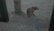 Sarıkamış'ta boz ayıyla samimi sohbet