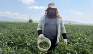 Osmaniye bamyası tezgaha indi