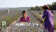 Muğla’nın mor bahçelerinde hasat zamanı geldi