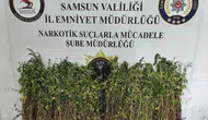 Bafra'da kenevir operasyonu 50 yaşındaki şüpheliye adli işlem