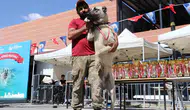 Sivas'ta Kangal köpekleri güzellik için podyuma çıktı
