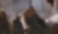 Çankırı yolunda eşek kazası trafiği birbirine kattı
