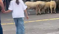 Bolu’da alışveriş merkezine giren koyun sürüsü şaşkınlık yarattı