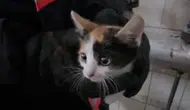 Çankırı'da apartman boşluğunda mahsur kalan kedi kurtarıldı