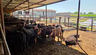 Afyonkarahisar'da ithal sığırlar için sağlık taraması başladı