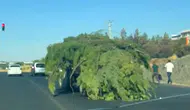 Diyarbakır trafiğinde yürüyen ağaç yığını şaşkınlık yarattı