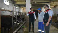 Bayburtlu üreticilerin ahırlarına Angus desteği
