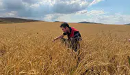 Bayburtlu çiftçinin buğday tarlalarında sarı pas alarmı