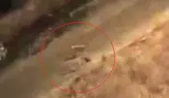 Siirt Baykan sokaklarında köpeklerin kediye saldırısı anbean görüntülendi