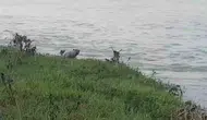 Zonguldak Çaycuma’da sürpriz misafir