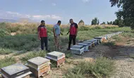 Antakya'nın altın sarısı hasadında kritik denetim