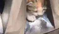 Elazığ’da otomobilin jantına yuva yapan kedi ailesi kurtarıldı