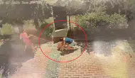Samsun’da pitbull saldırısı Bir çocuk yaralandı bir köpek ağır hasar aldı