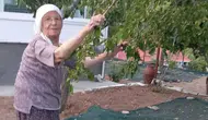 Malatya’da 85’lik çift dut pekmezini geleneklerle yaşatıyor
