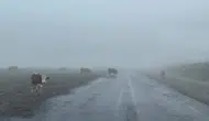 Ilgar Dağı’nda sis ve hayvan sürüsü sürücüleri terletti