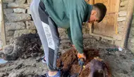 Patnos yaylalarında koyunlar için kırkım dönemi başladı