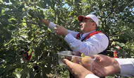 Balıkesir Havran’da siyah incir sezonu resmen açıldı